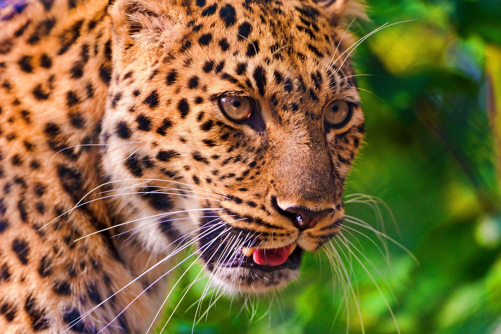 leopardo pantere pardus muso baffi vista profilo grande gatto maculato