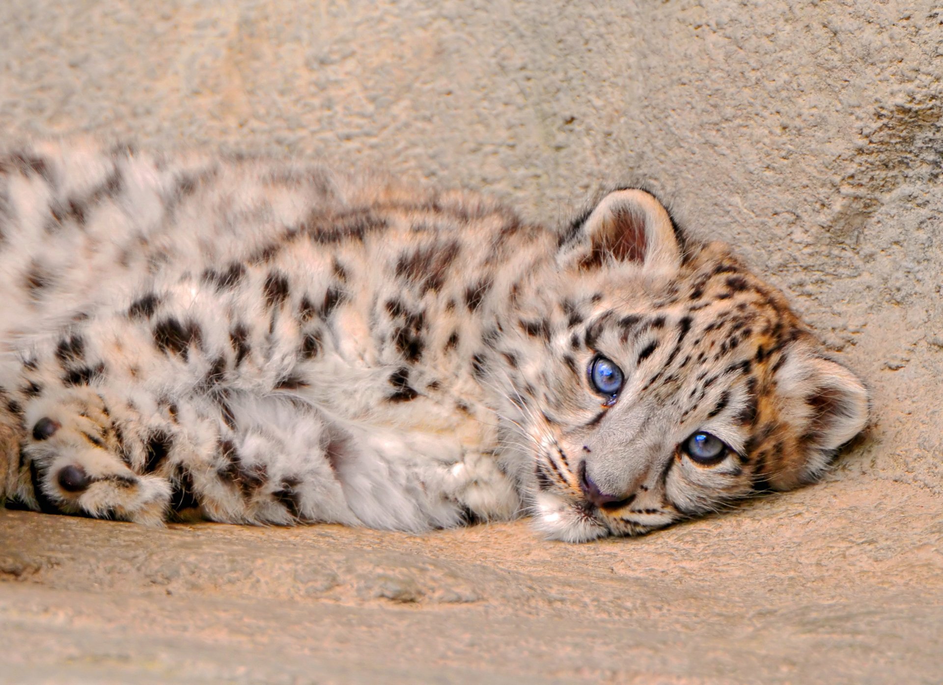 leopardo de las nieves irbis peludo miente mirando