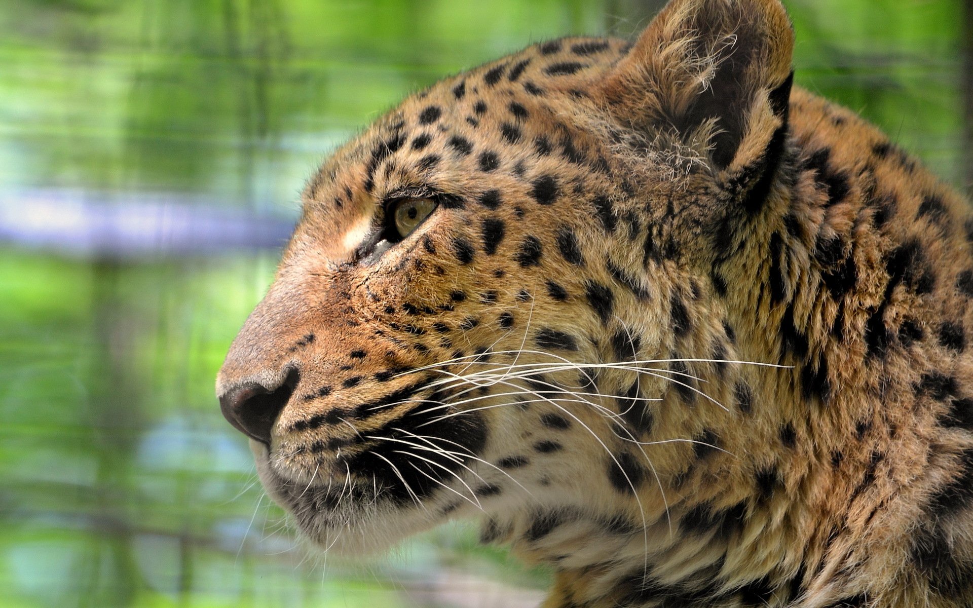 leopardo pantera pardus hocico mirada bigote triste gran gato manchado