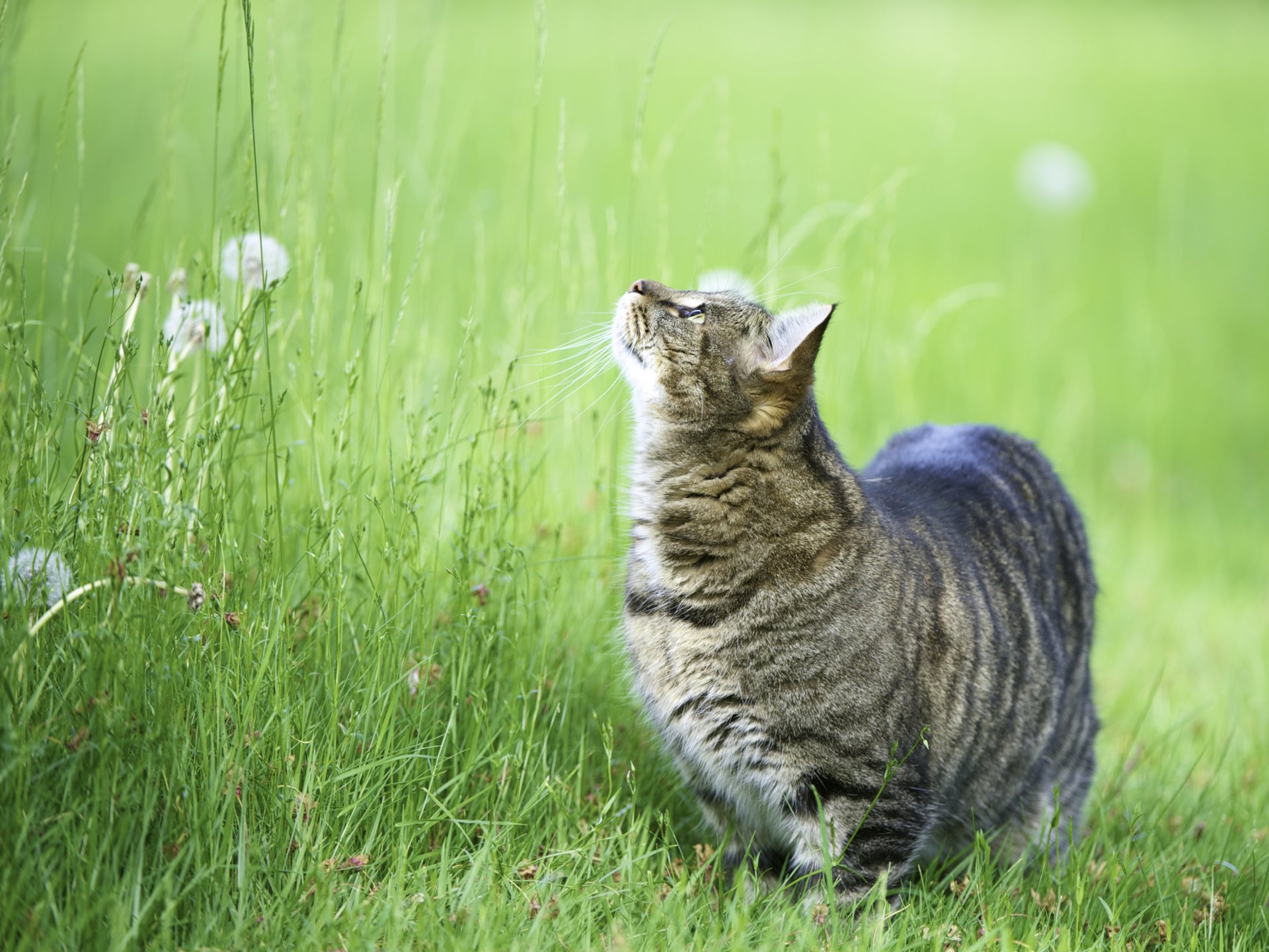 cat cat cat kote looks up gra