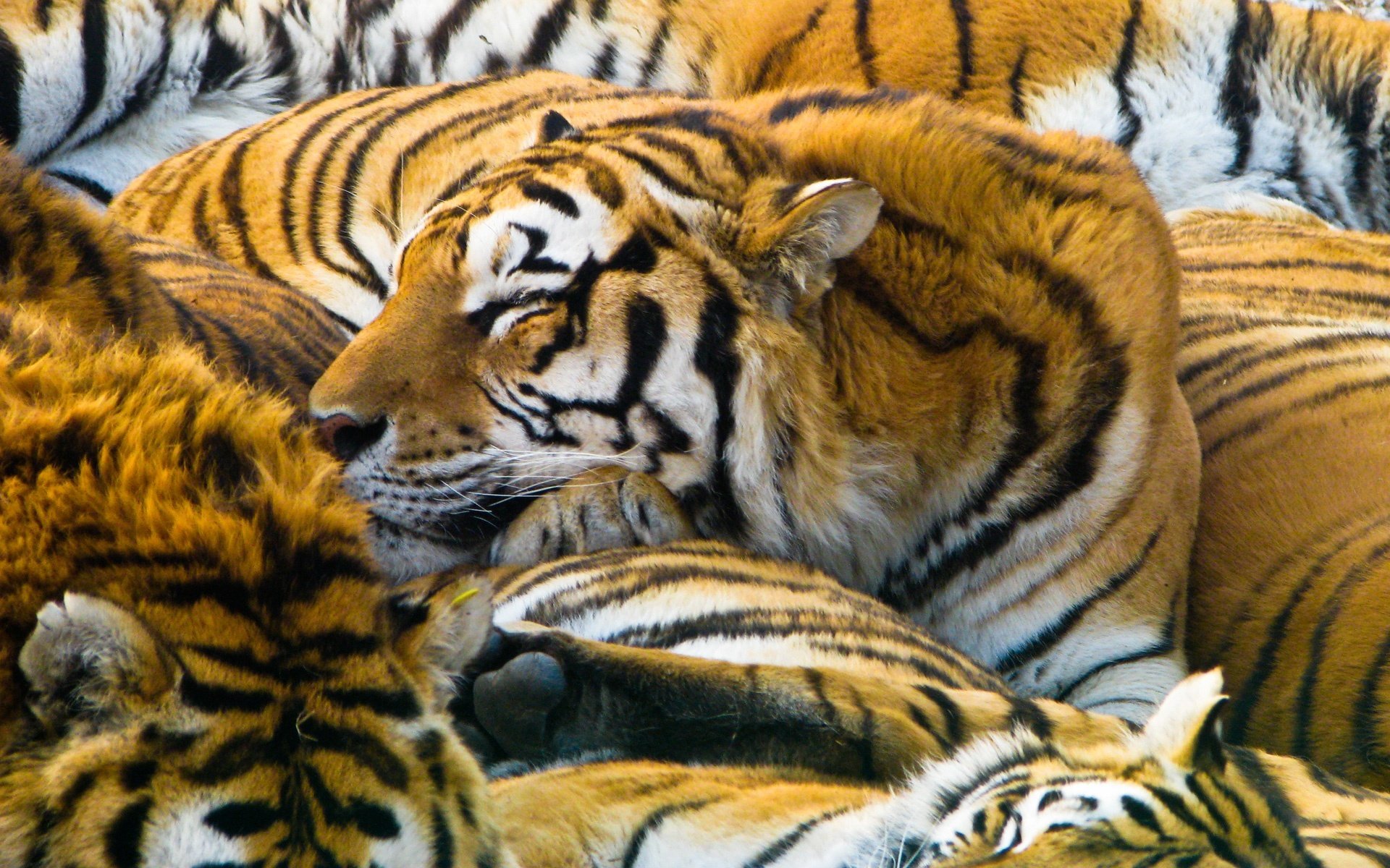 tigres chats prédateurs chats ptérodactyle 1920x1200