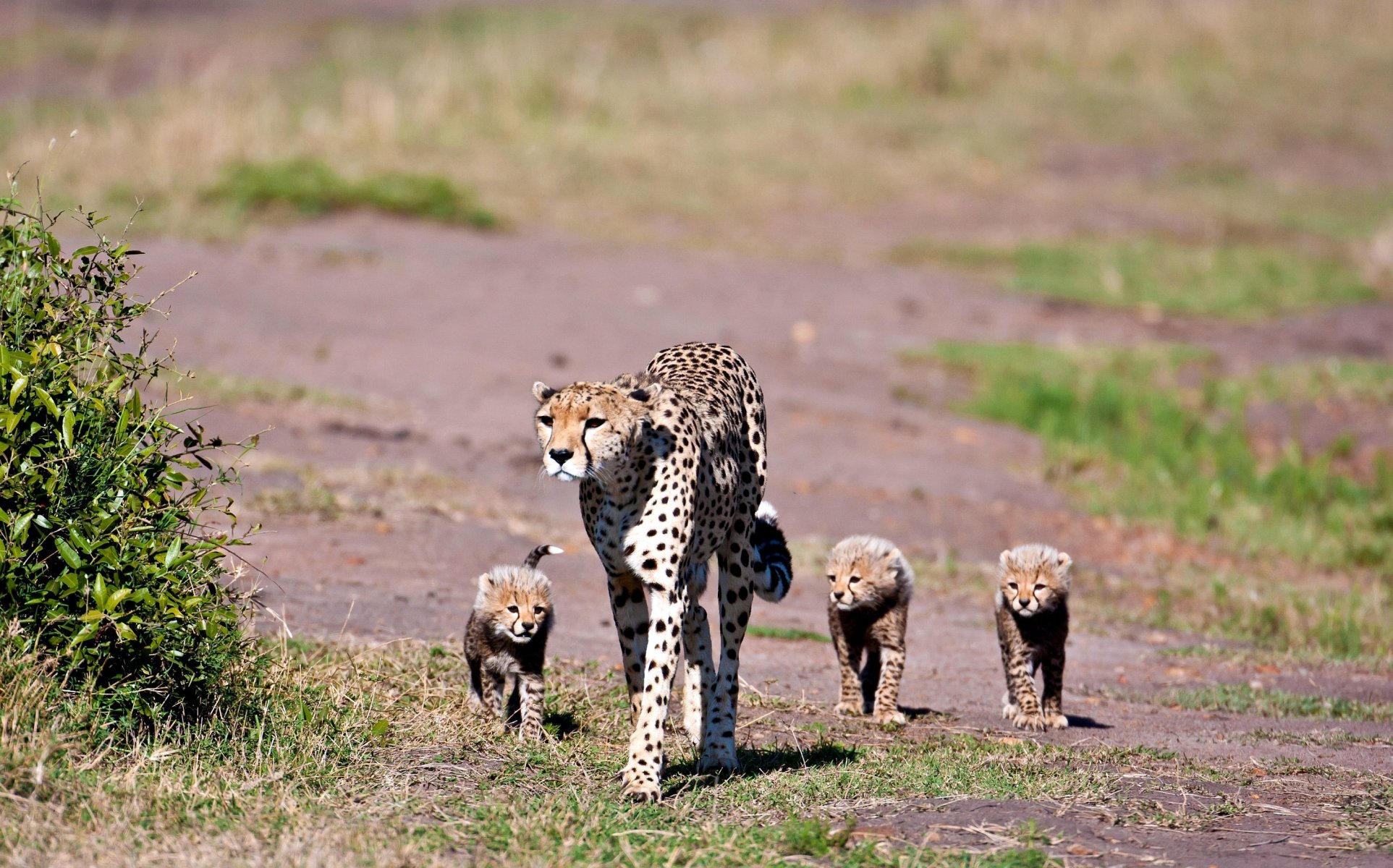 cheetah family family mother kids trio spots wool look grass plain