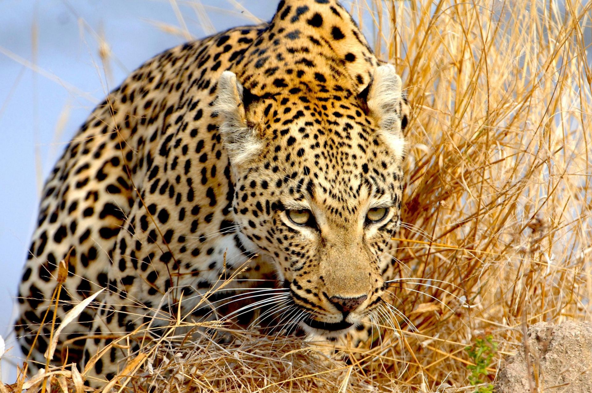 leopard gras blick schleicht sich