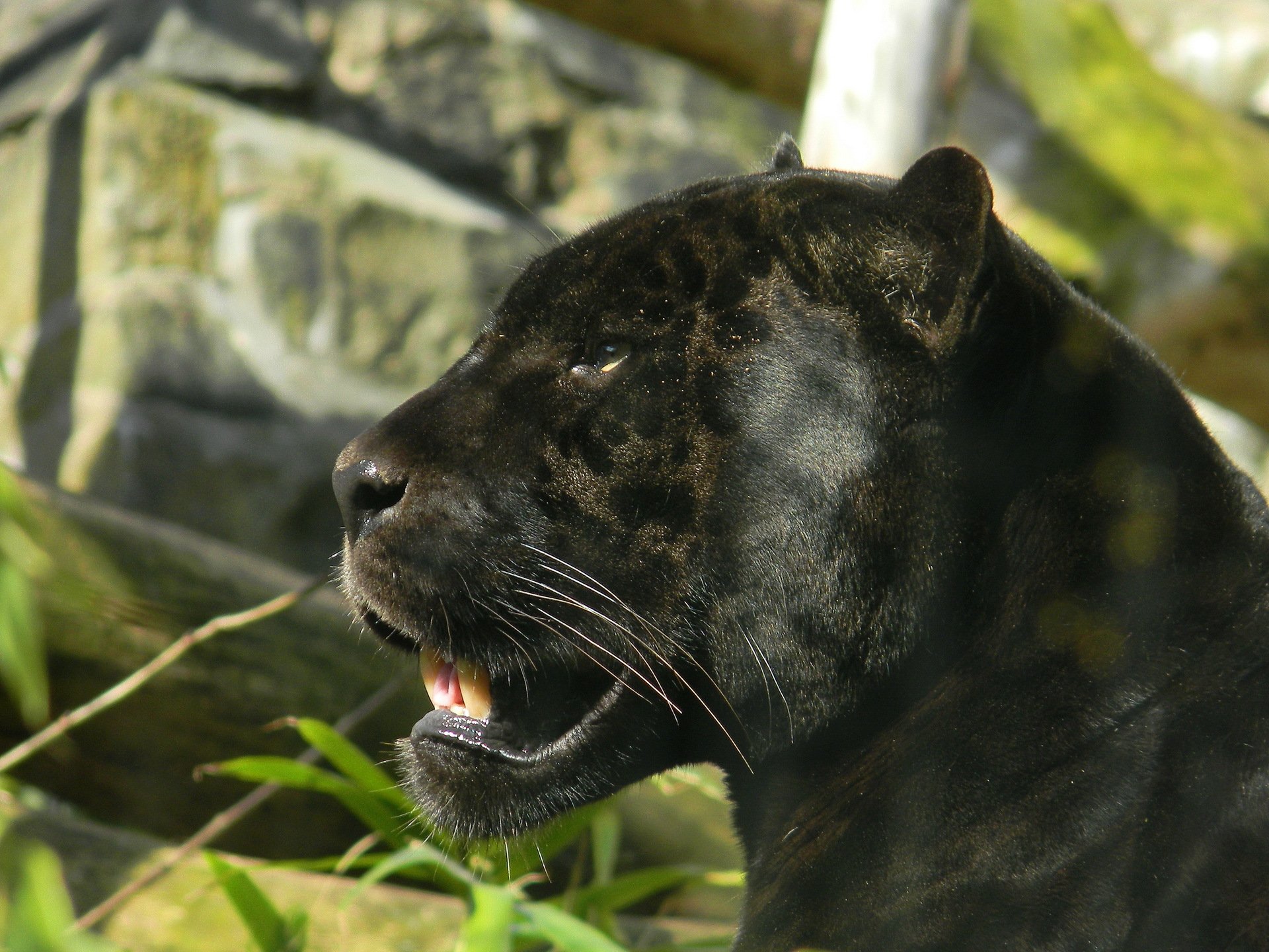 giaguaro pantera muso profilo vista predatore