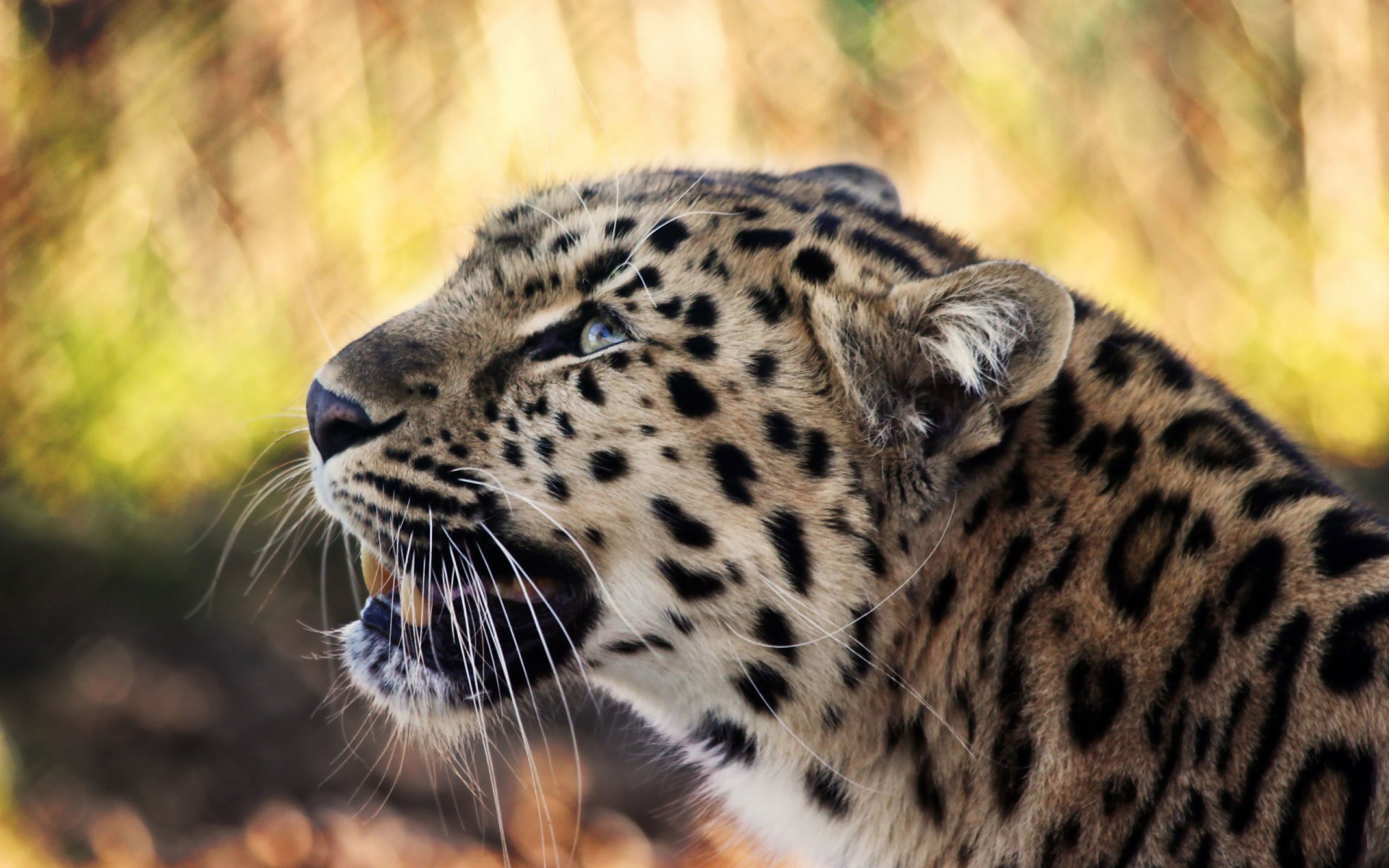 leopardo mirada depredador hocico bigote