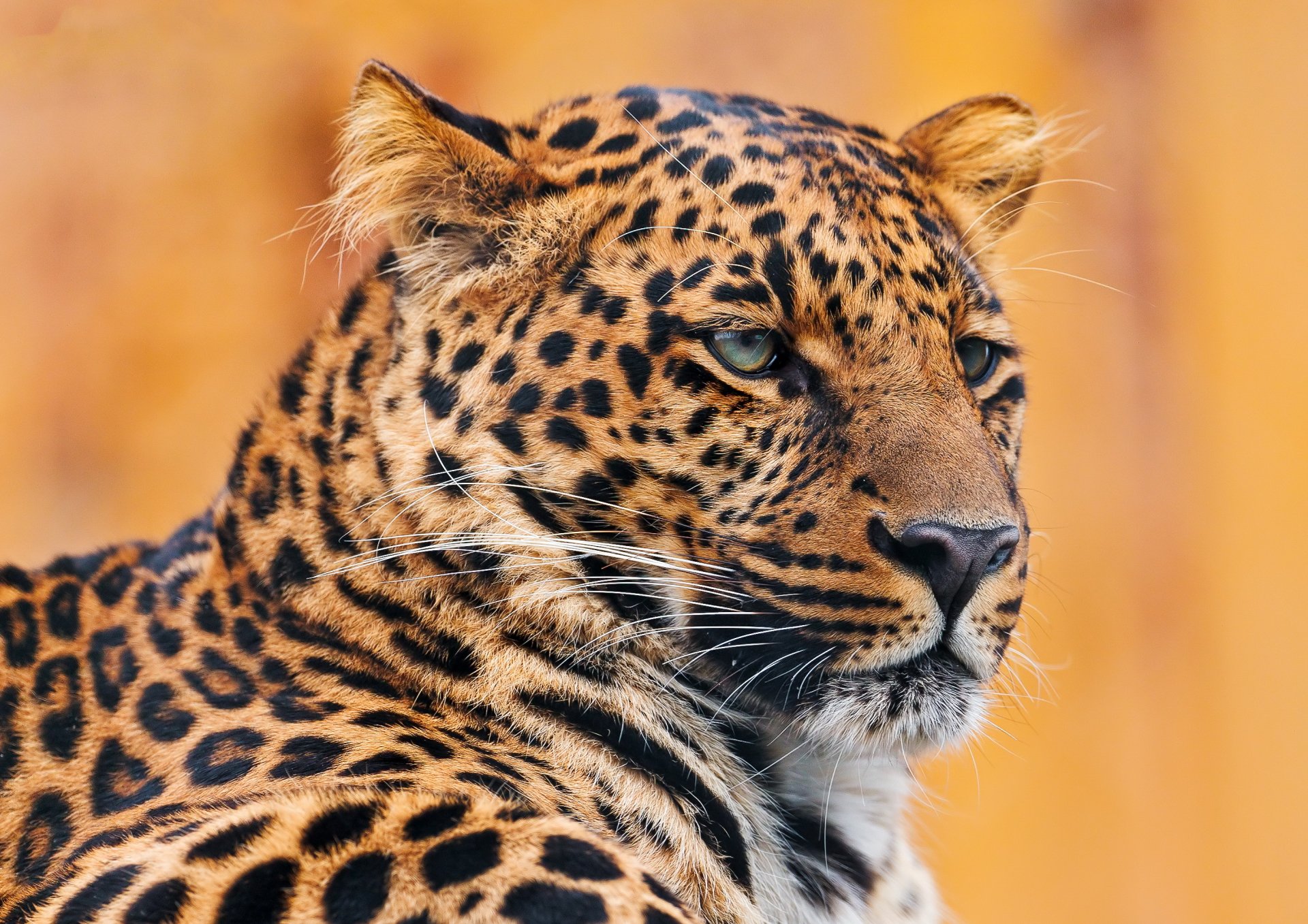 leopard is face mustache portrait