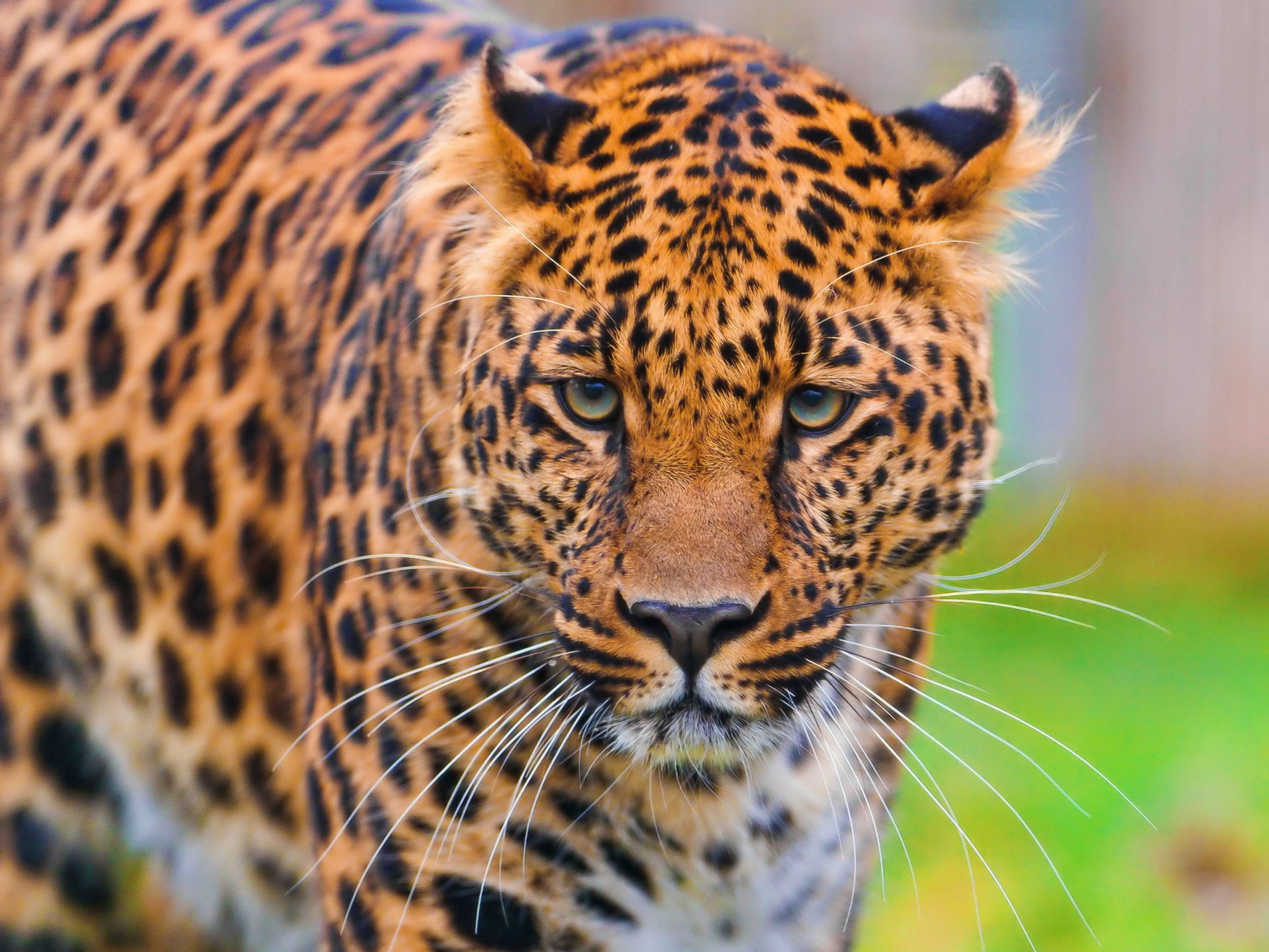 leopardo pantera pardus hocico de pie mirando hermoso manchado fondo de pantalla