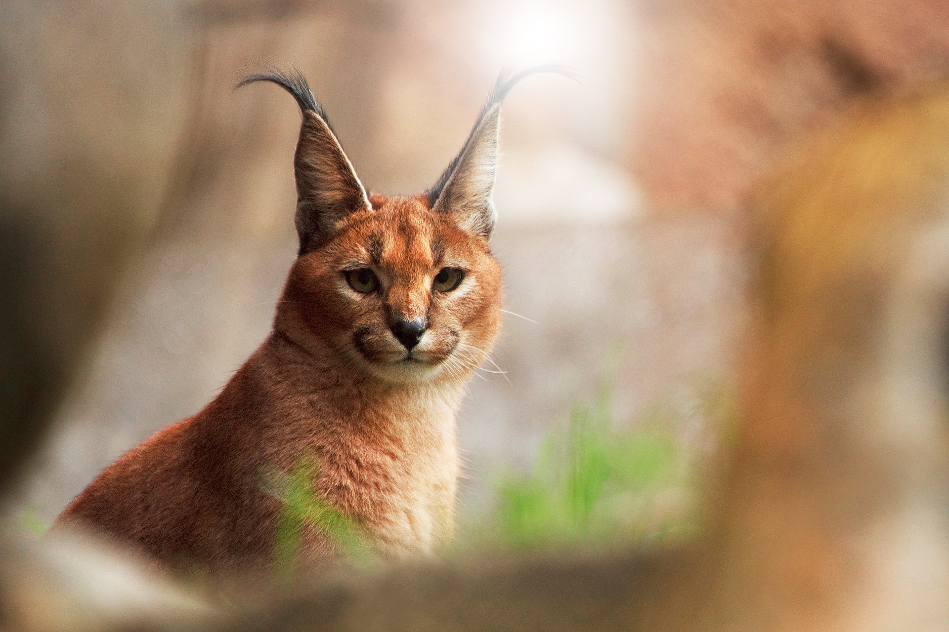 chat caracal regarder fond romarin