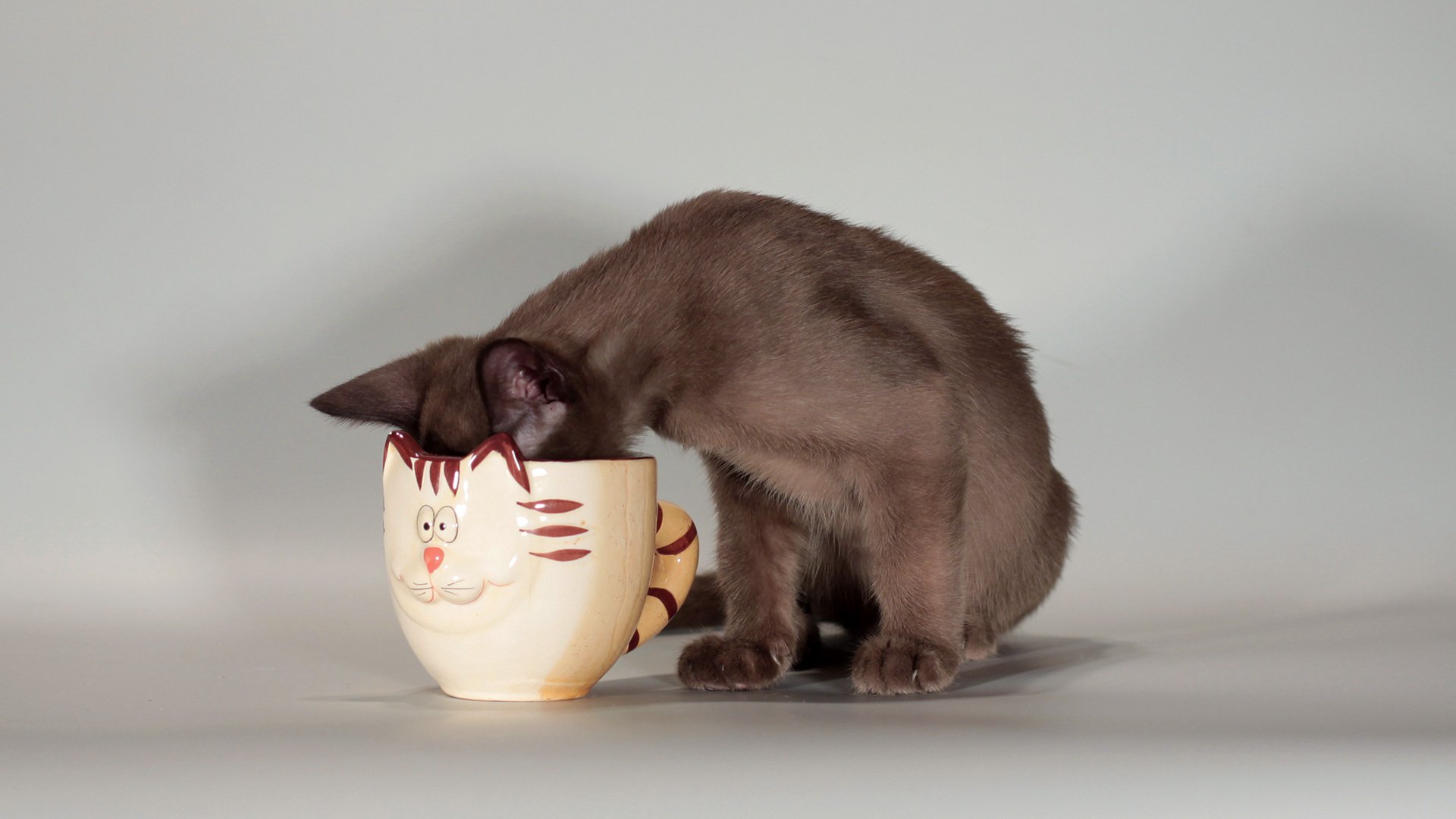 chat tasse museau