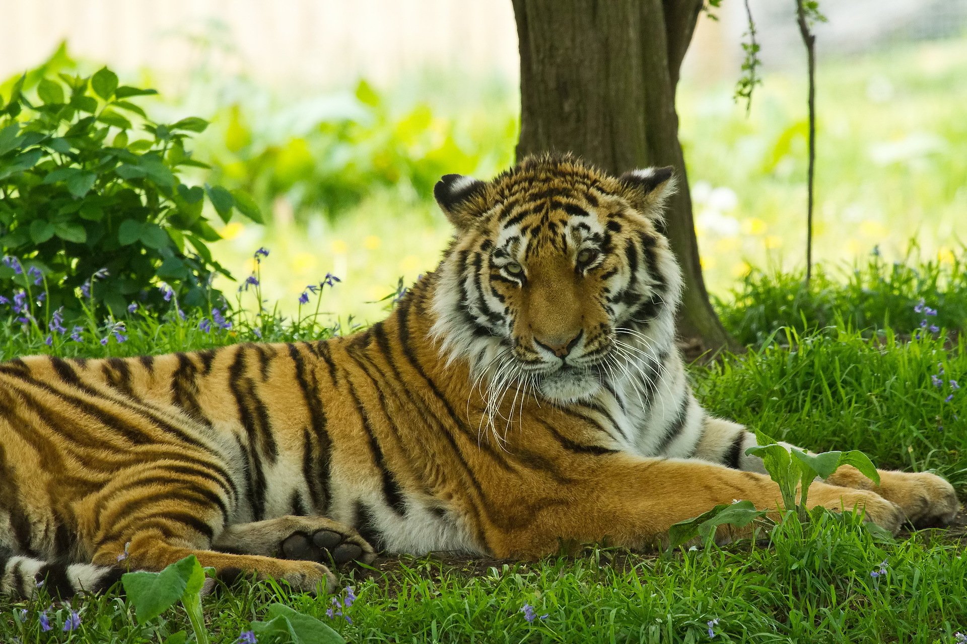 tigre museau moustache herbe repos ombre chat poilu prédateur