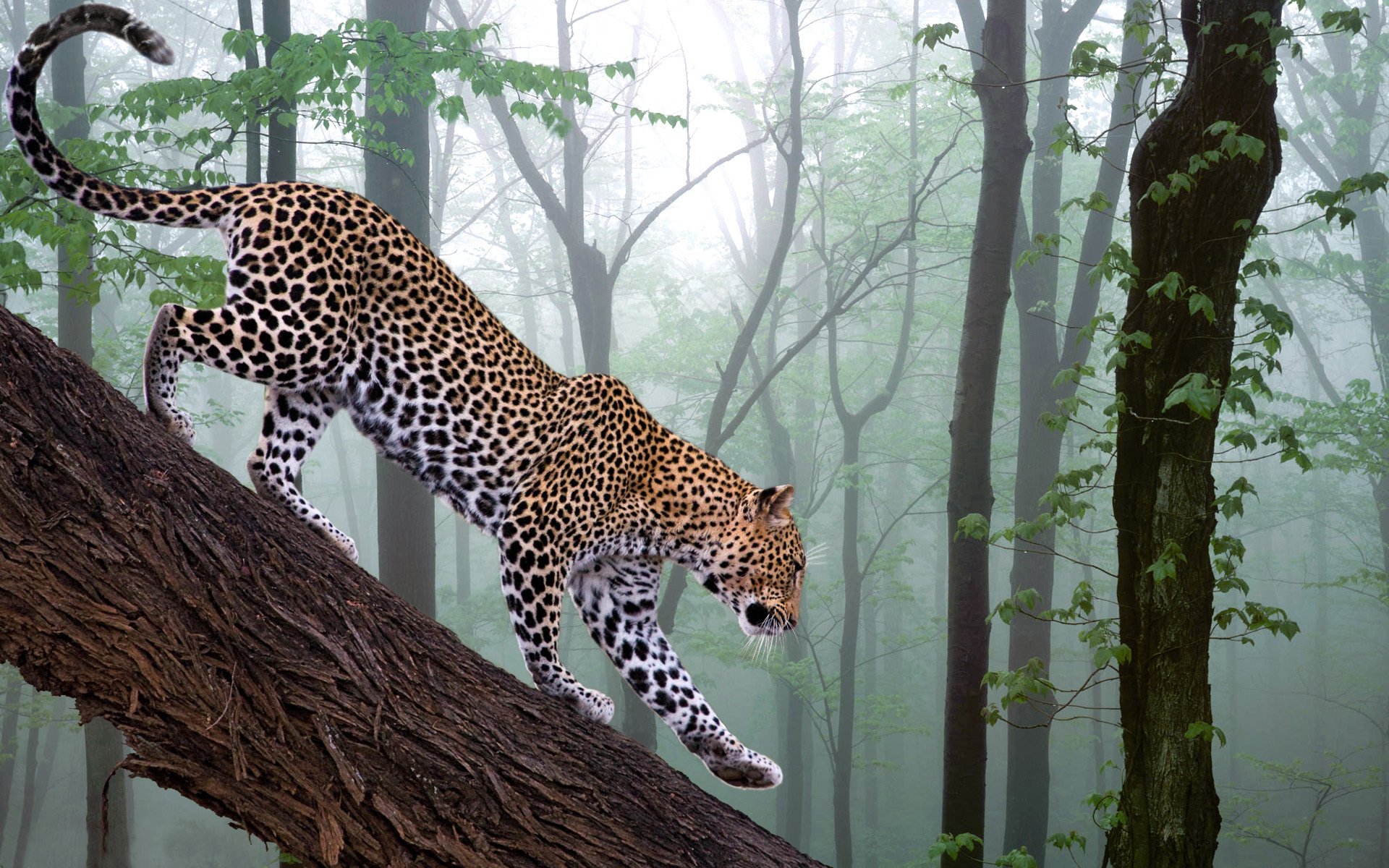 leopard branch forest photoshop