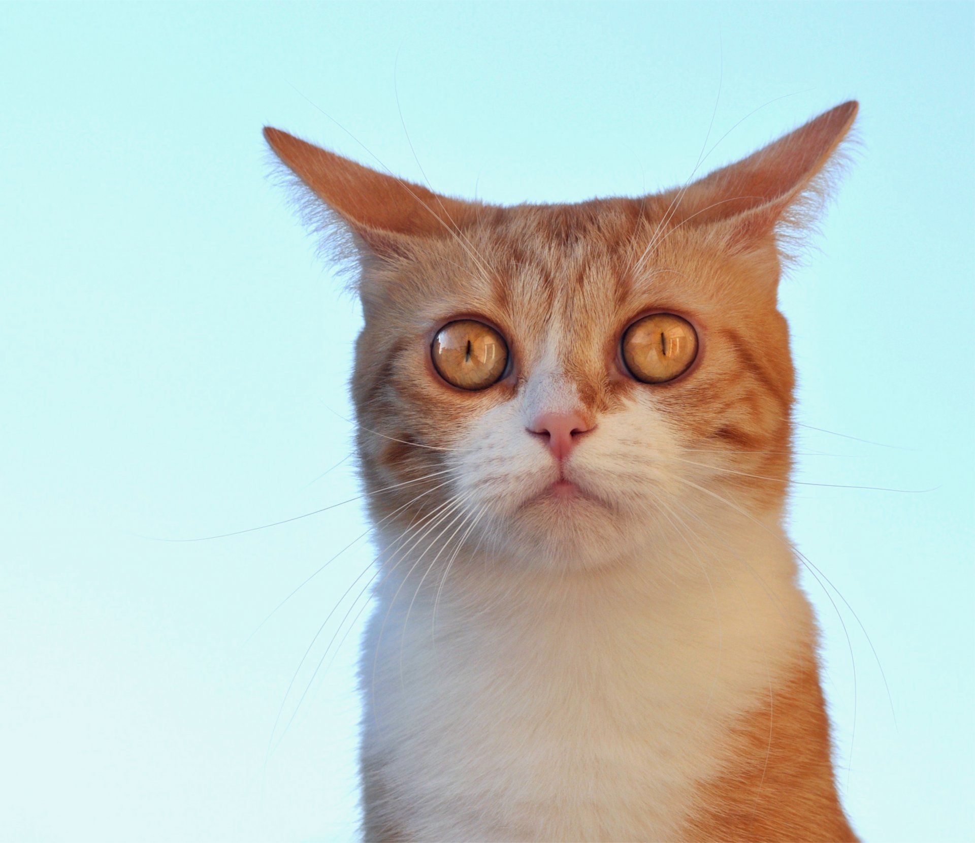 gatto rosso sguardo muso orecchio turchese sfondo