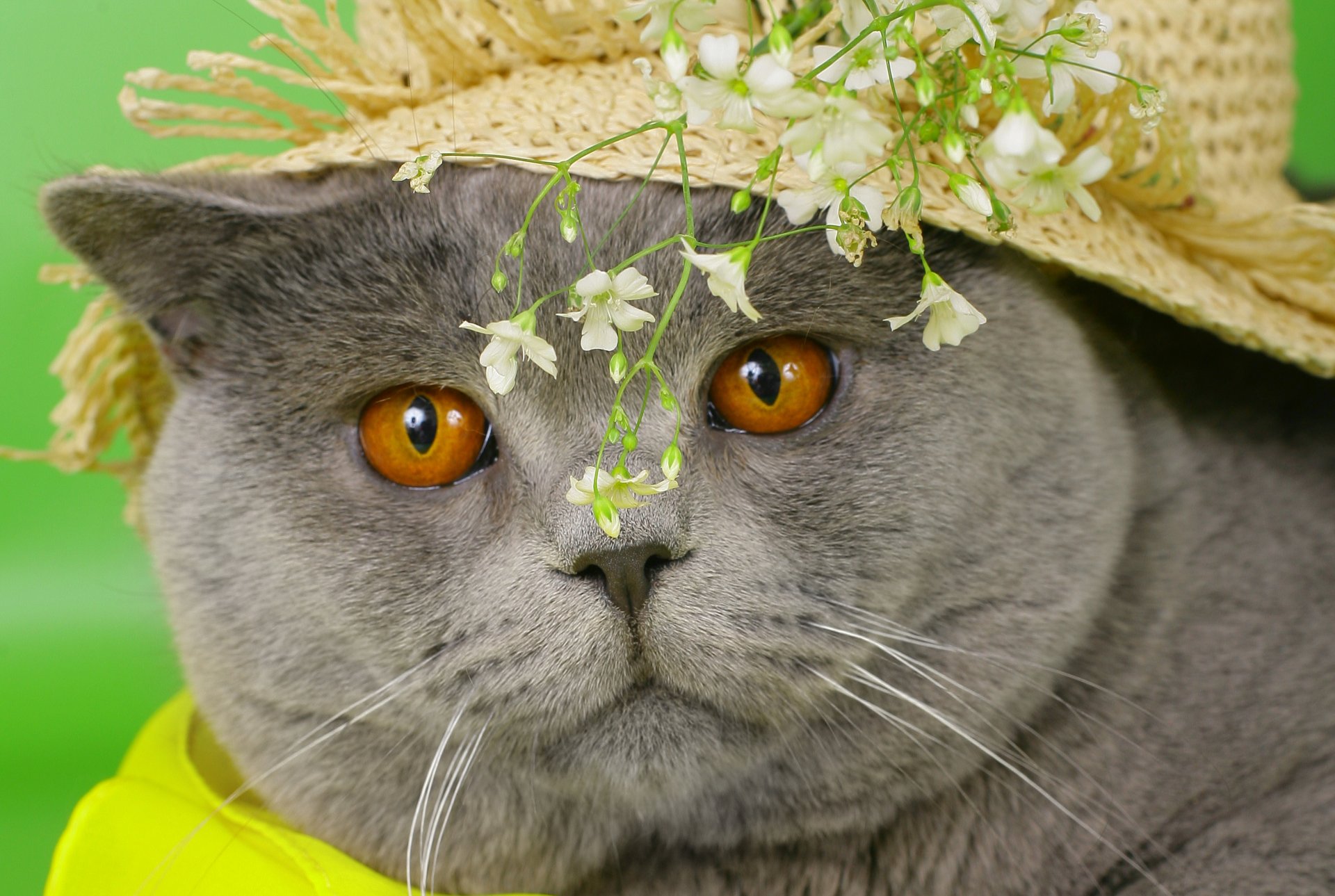 chat britannique britannique gris museau yeux jaune chapeau fleurs chat