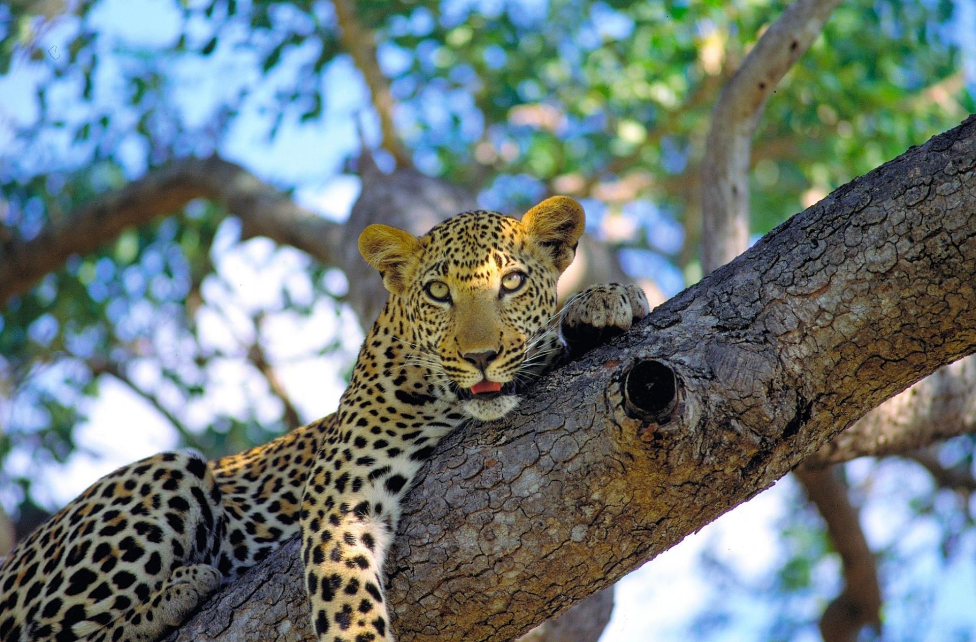 leopardo macchiato gatto selvatico su un albero si trova guarda muso baffi