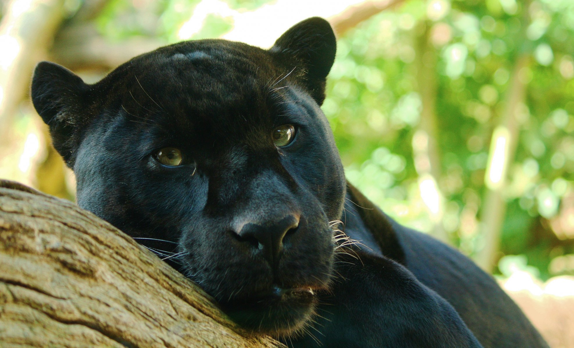 jaguar pantery onca pantera drapieżnik leży obserwuje drzewo spojrzenie