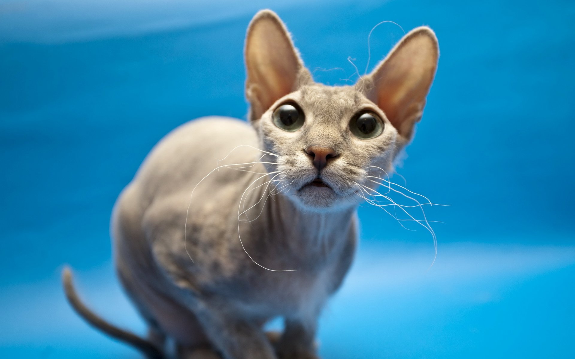 gato esfinge mirada