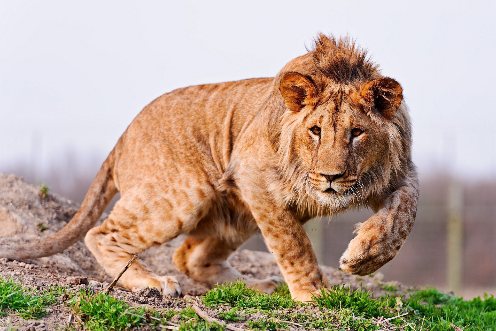 animals a young lion feet mane ears predator grass nature