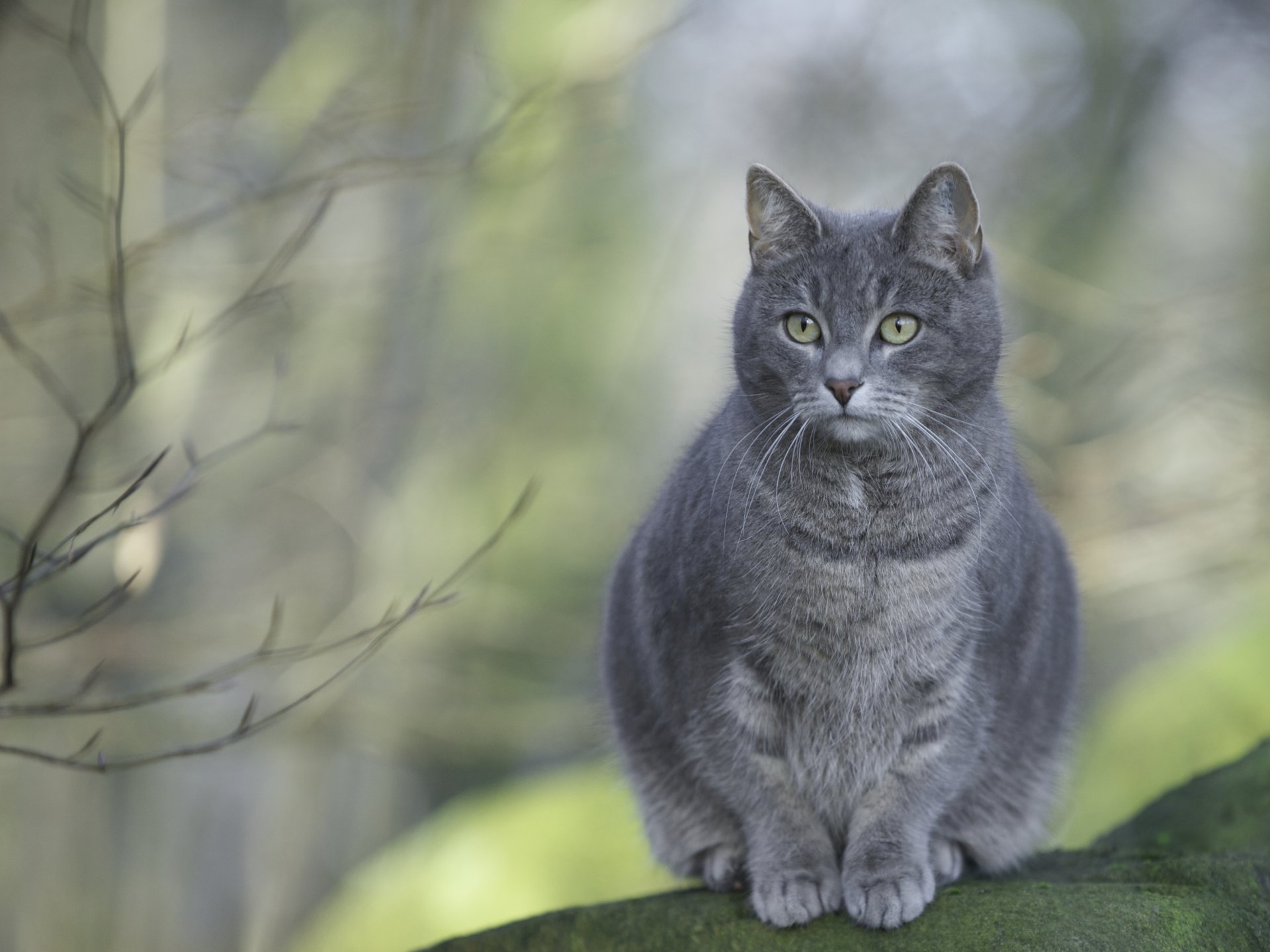 cat grey sitting