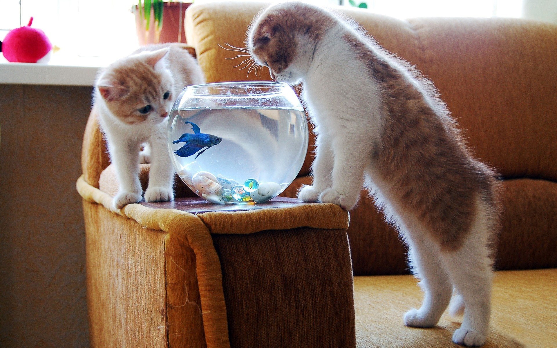 gatitos acuario peces