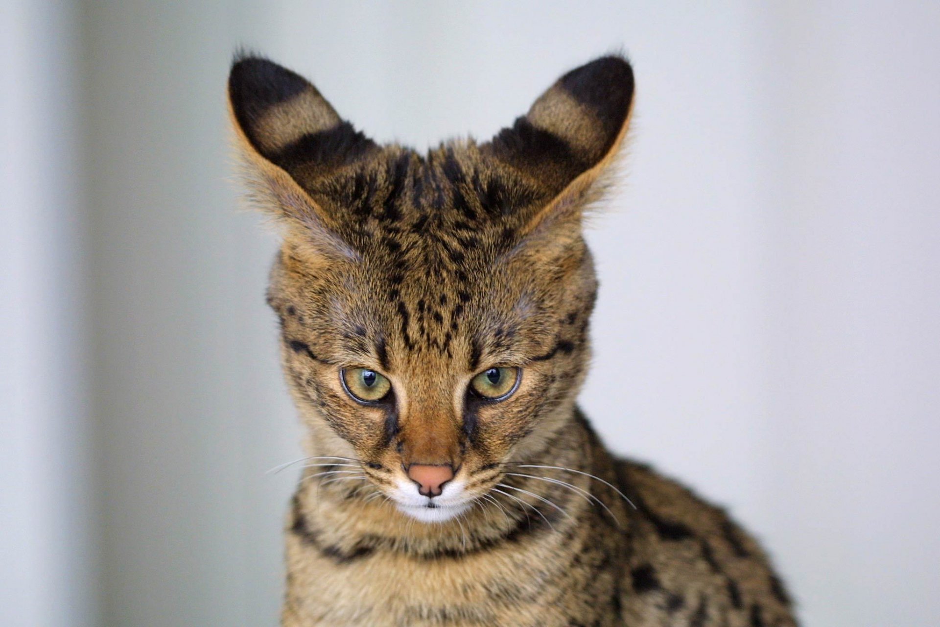 serval ohren blick hintergrund