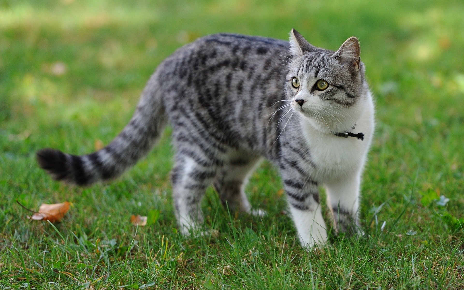 chat herbe été