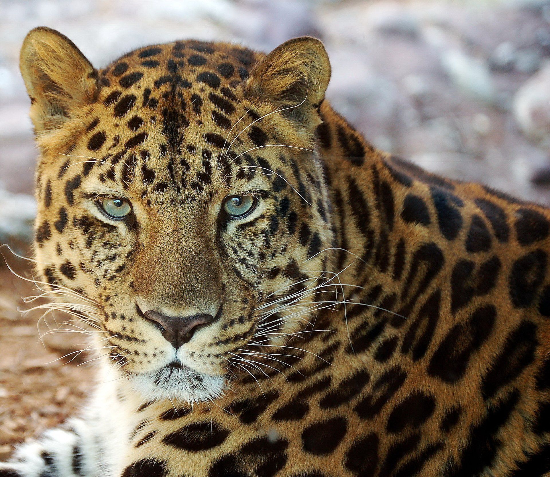 leopardo si trova guarda muso baffi ritratto