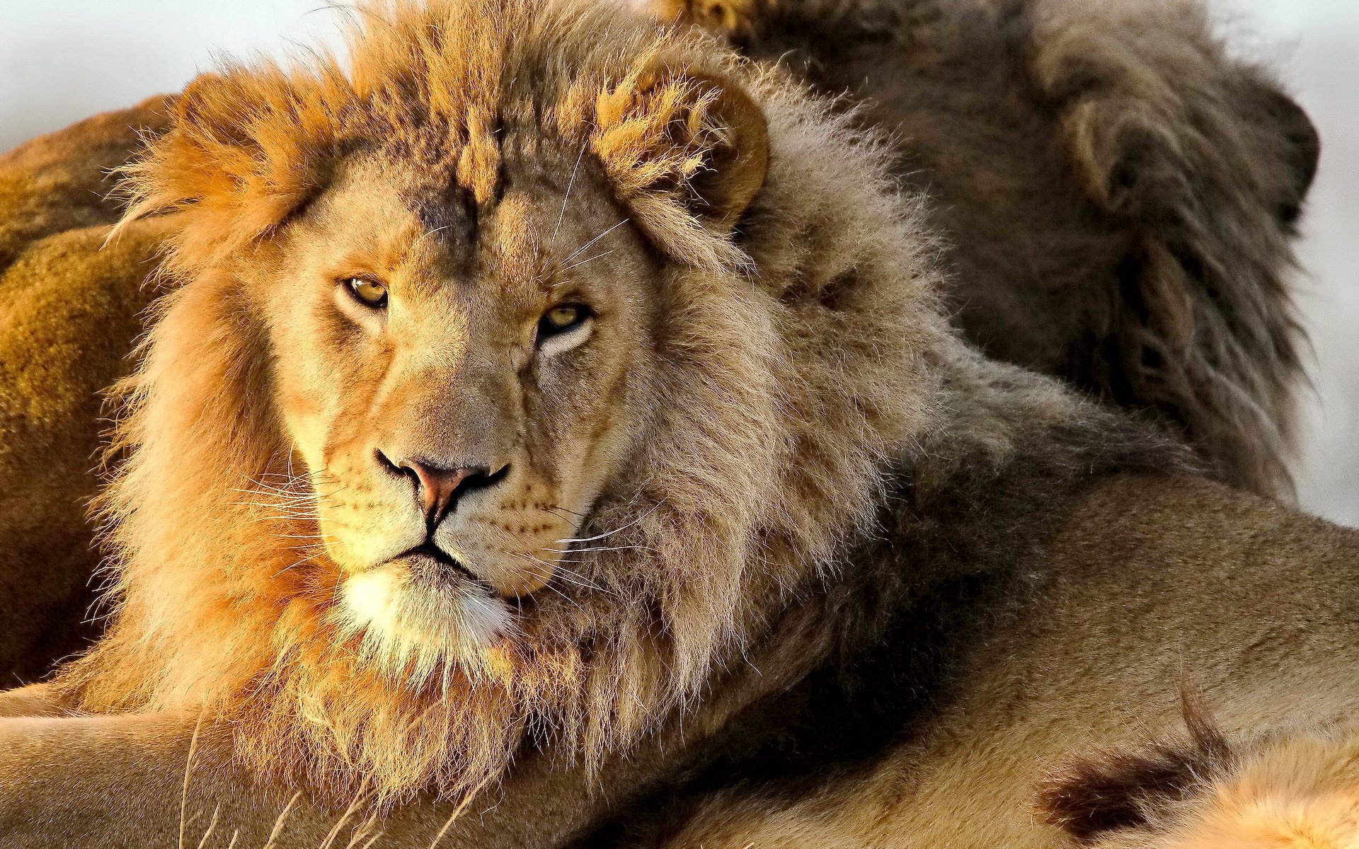 lion panthère lion museau moustache à la recherche crinière prédateur