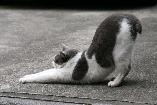 Chat gris à queue courte avec blanc