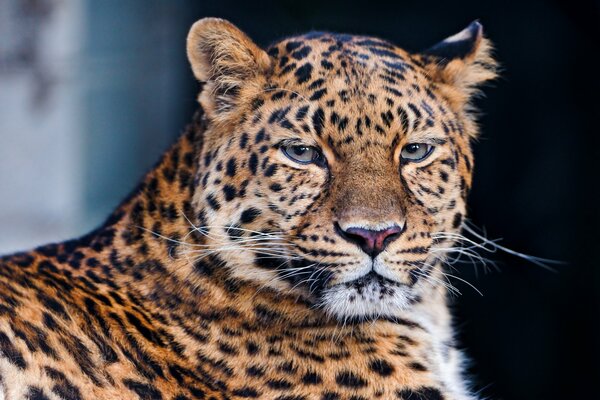 Trauriger Blick eines gefleckten Leoparden