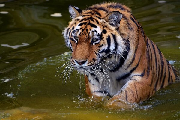 Tinyugre con una mirada seria flota en el agua