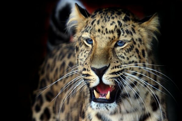 The grin of a spotted leopard with a long mustache