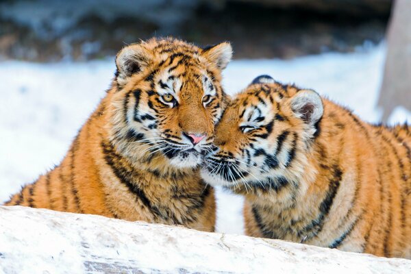 Pareja de tigres acariciando en invierno