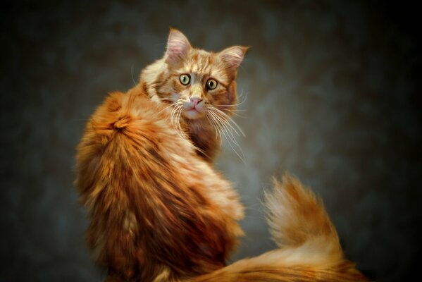 The look of a red cat with a fluffy tail