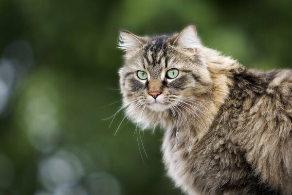 Fluffy cat peering intently into the distance