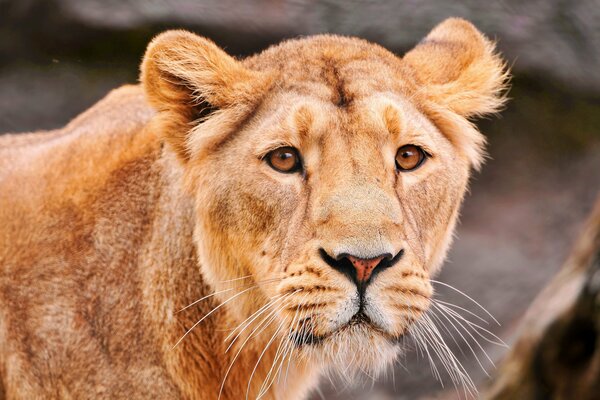 Lionne Rousse se tient debout et regarde droit