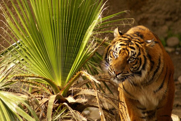 Tense tiger eats green grass