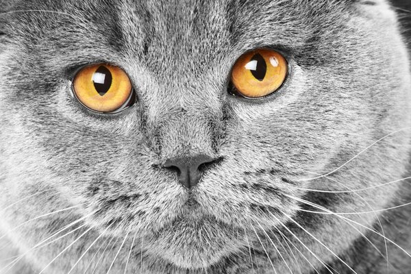 Chat britannique gris avec des yeux jaunes