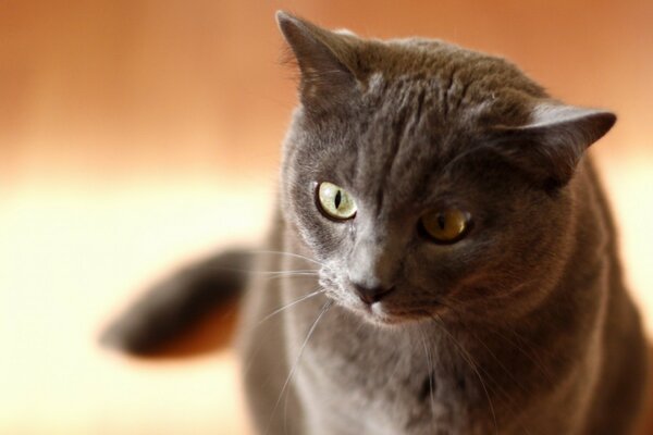 Graue Katze sitzt auf dem Boden