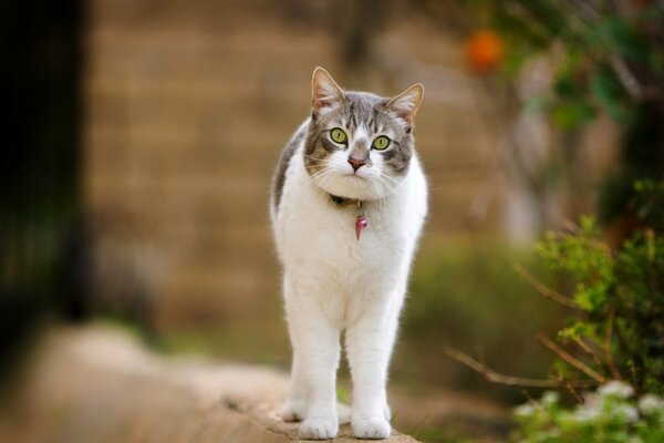 Katze mit weißen Pfoten im Halsband