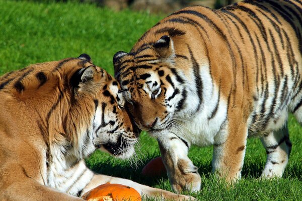 Dos tigres en la hierba acariciando