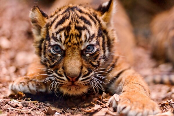 Cachorro de tigre con patas alargadas y ojos azules