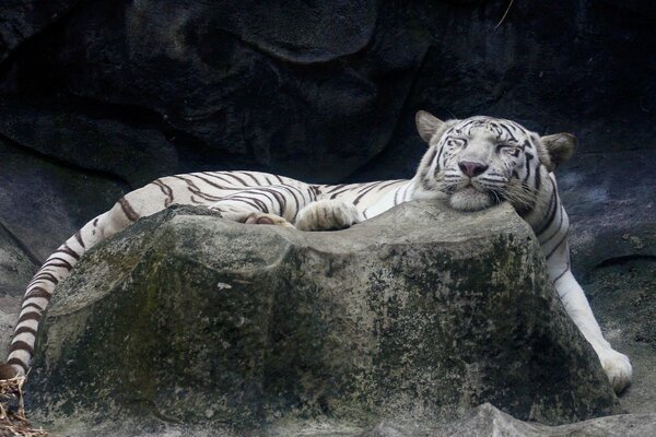 Un tigre albinos satisfait dort sur un rocher