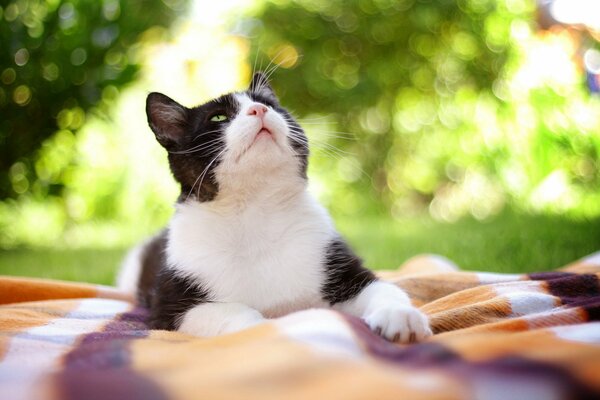 Gato a cuadros mirando hacia arriba