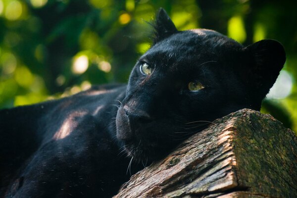 Ein gewaltiger Raubtier, ein schwarzer Panther