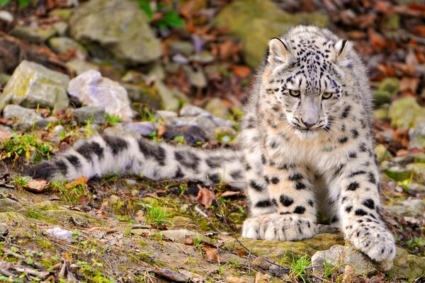 Junger Schneeleopard in der Natur