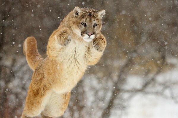 Puma Sprung auf Schnee Hintergrund