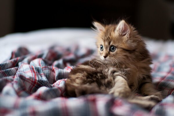 Petit chaton moelleux regarde au loin