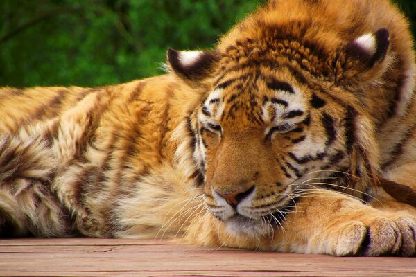 Tigre plié pattes et repose sur les planches