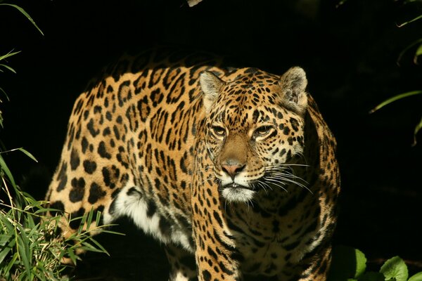 Jaguar con la mirada de un depredador en la caza