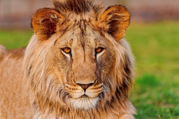 A handsome lion with a fluffy mane